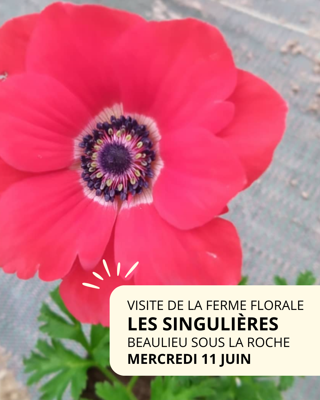Visite de la ferme florale Les Singulières