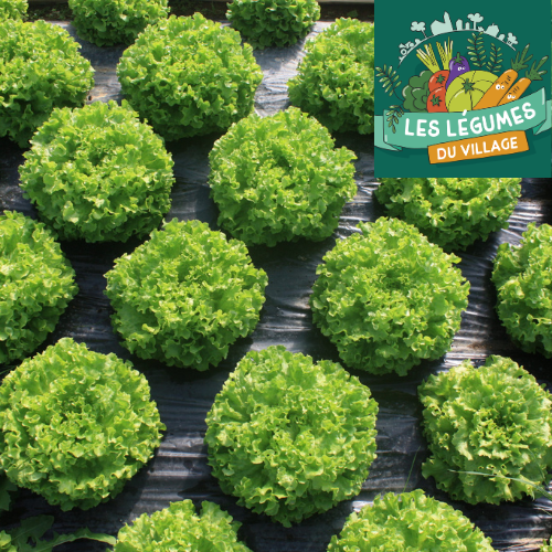 Les légumes du Village Les légumes du Village