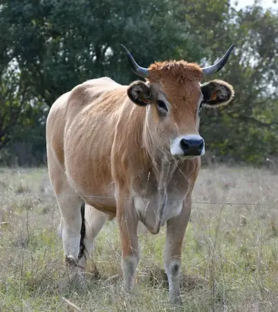 Filière locale - Biodiversité maraichine 