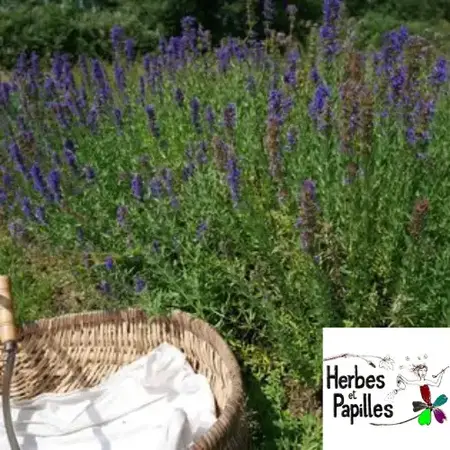Herbes et Papilles